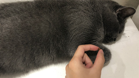 对付“好吃懒睡”的猫咪就应该这样套路它,但后来猫咪学聪明了……